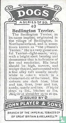 Bedlington Terrier - Afbeelding 2