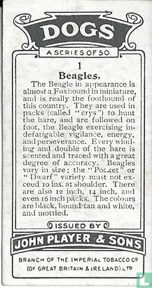 Beagles - Afbeelding 2