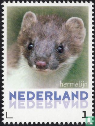 Ermine