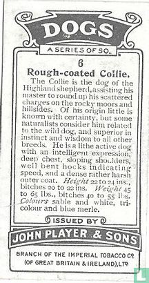 Rough-coated Collie - Image 2