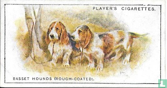 Basset Hounds (Rough-coated) - Afbeelding 1
