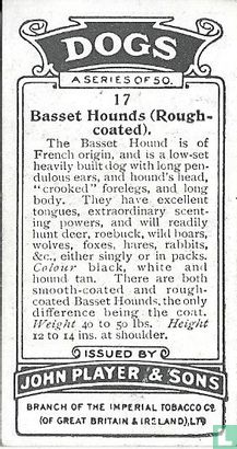 Basset Hounds (Rough-coated) - Afbeelding 2