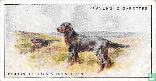Gordon or Black & Tan Setters - Afbeelding 1