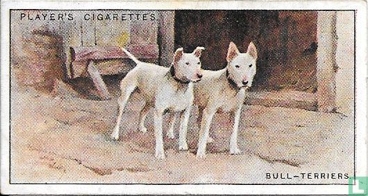 Bull-Terriers - Afbeelding 1
