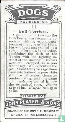Bull-Terriers - Afbeelding 2