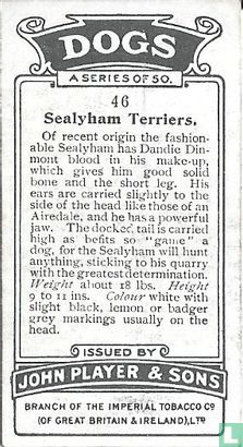 Sealyham Terriers - Bild 2