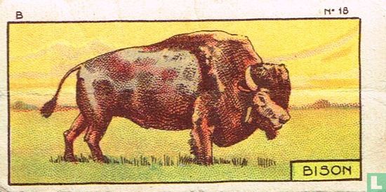 Bison - Afbeelding 1