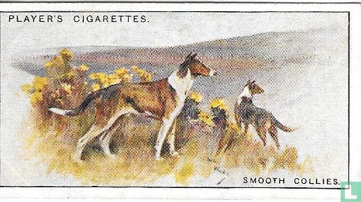 Smooth Collies - Afbeelding 1