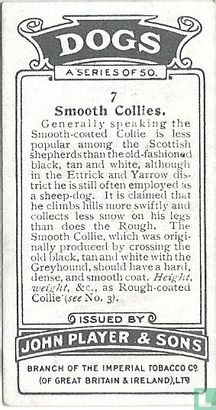 Smooth Collies - Afbeelding 2