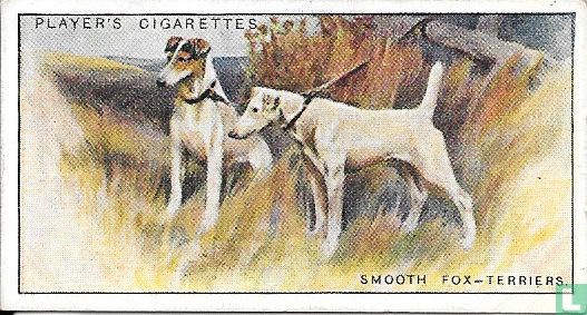 Smooth Fox-Terriers - Afbeelding 1