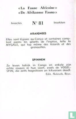 Spinnen - Bild 2