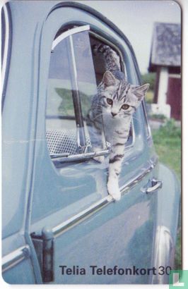 Cat hanging out car - Image 1