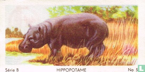 Hippopotame - Image 1
