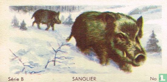 Sanglier - Image 1