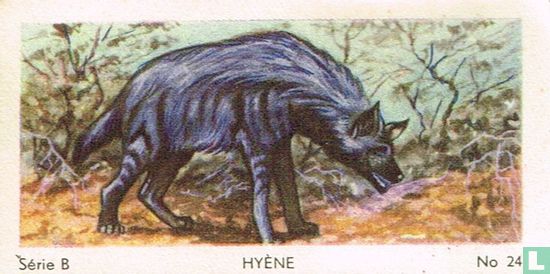 Hyène - Image 1