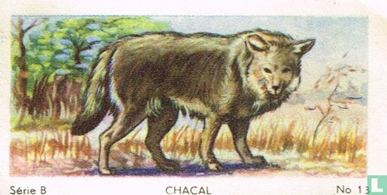 Chacal - Image 1