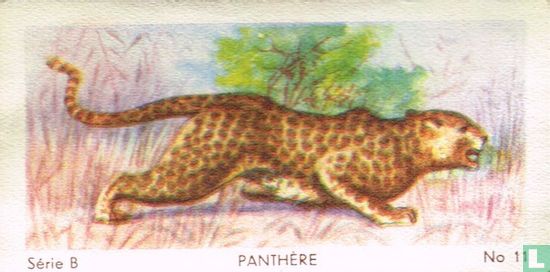 Panthère - Image 1