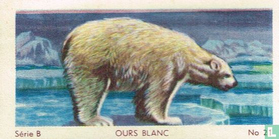 Ours blanc - Image 1