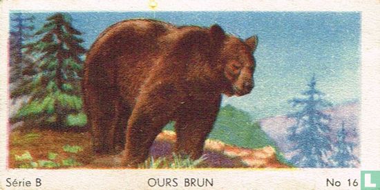Ours brun - Image 1