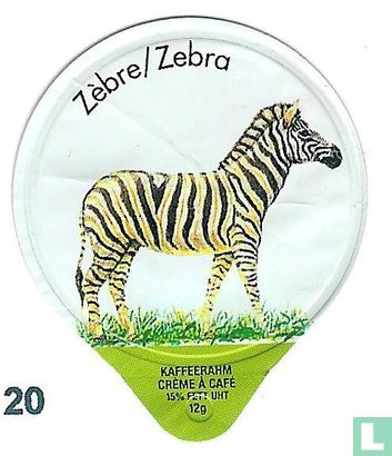 Zebra  
