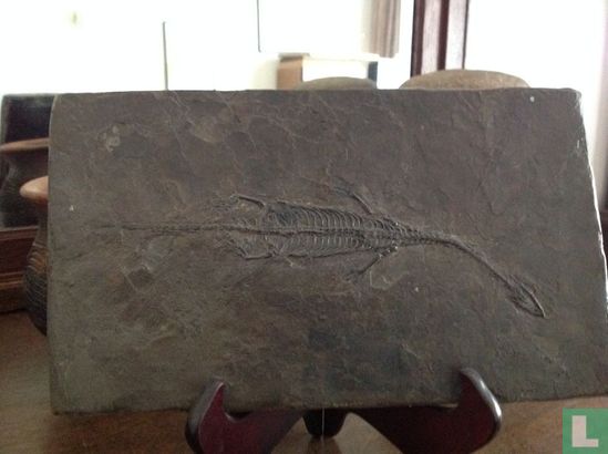 Groot Keichousaurus fossiel  23 cm