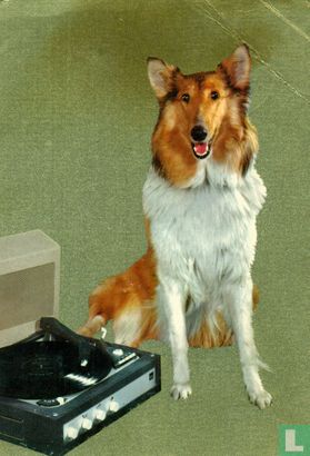 Hond (Schotse herdershond / Collie) zit bij platenspeler - Image 1