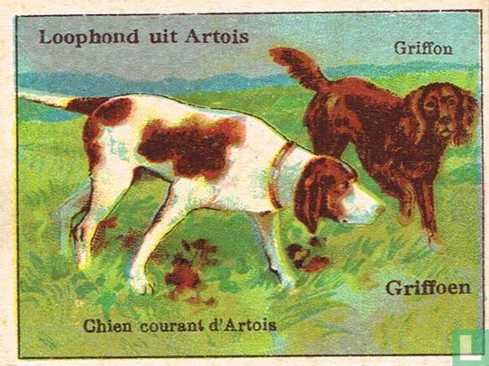 Loophond uit Artois - Griffoen - Image 1
