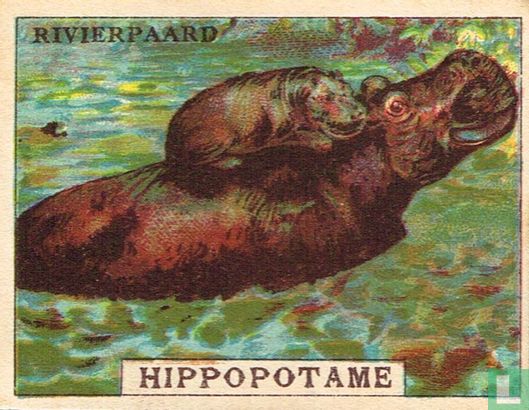 Rivierpaard - Afbeelding 1