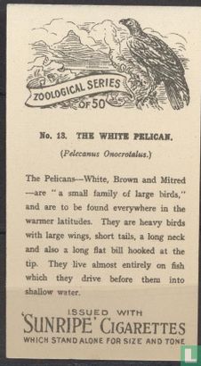 The White Pelican - Bild 2