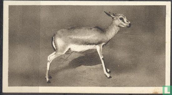 The Persian Gazelle - Afbeelding 1