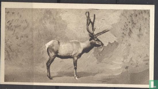 The Elk - Afbeelding 1