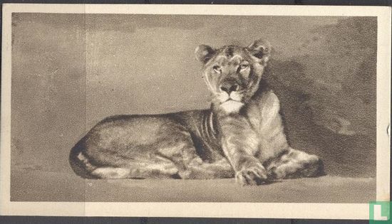 Lioness - Image 1