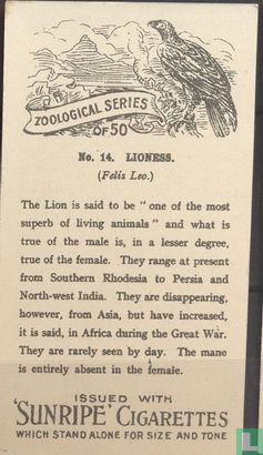 Lioness - Afbeelding 2