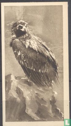 The Vulture - Image 1