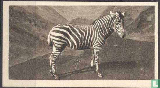 Zebra - Afbeelding 1