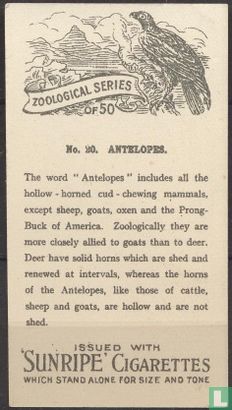 Antelopes - Bild 2