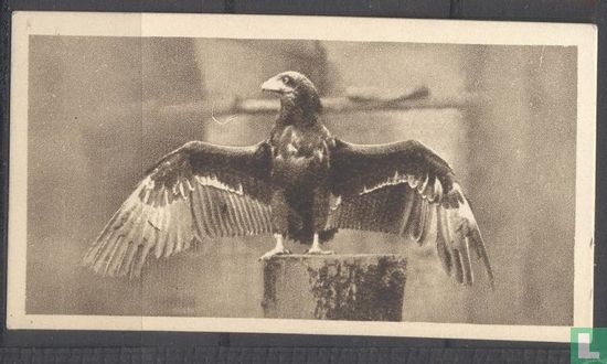 The Bateleur Eagle - Afbeelding 1