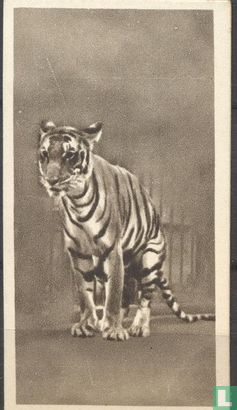 Bengal Tiger - Afbeelding 1