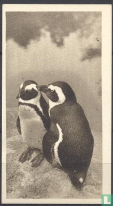 The Black Footed or Cape Penguins - Image 1