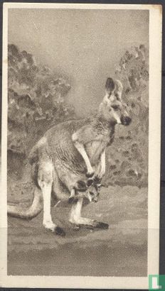 The Great Kangaroo - Afbeelding 1
