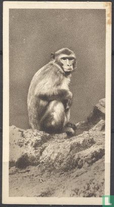 The Common Monkey or Macaque - Image 1
