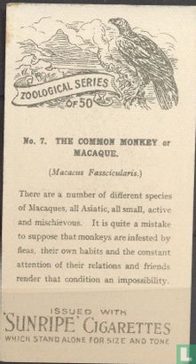 The Common Monkey or Macaque - Bild 2