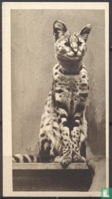 The Serval - Image 1