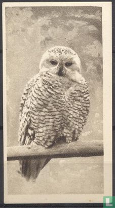 The Snowy Owl - Afbeelding 1