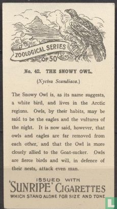 The Snowy Owl - Afbeelding 2
