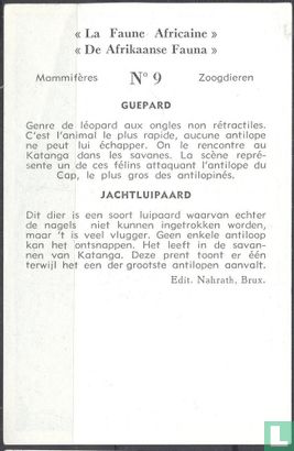 Jachtluipaard -  Guepard - Image 2