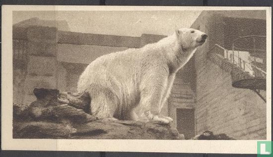 The Polar Bear - Afbeelding 1