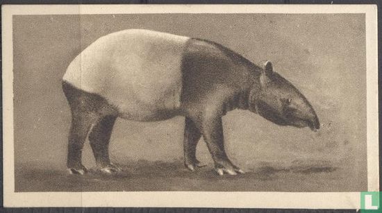 The Malay Tapir - Bild 1
