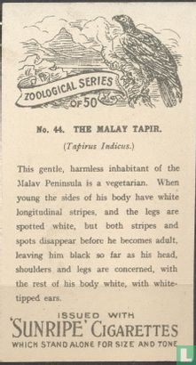 The Malay Tapir - Afbeelding 2