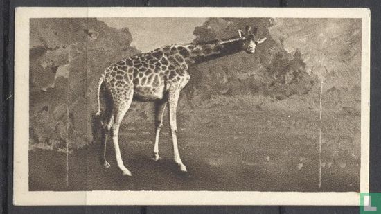 The Giraffe - Afbeelding 1